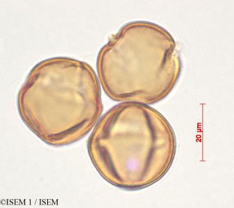 Centropogon subandinus - lame n° 29333